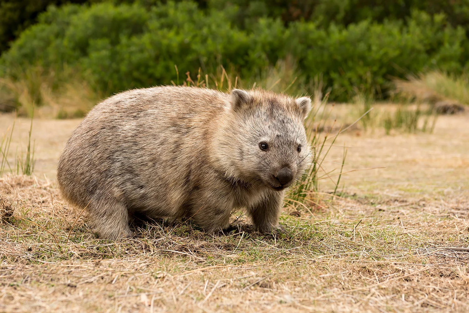 Tasmanien_StefanForster14.jpg