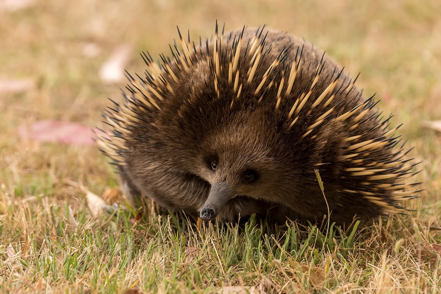 Tasmanien_StefanForster13.jpg