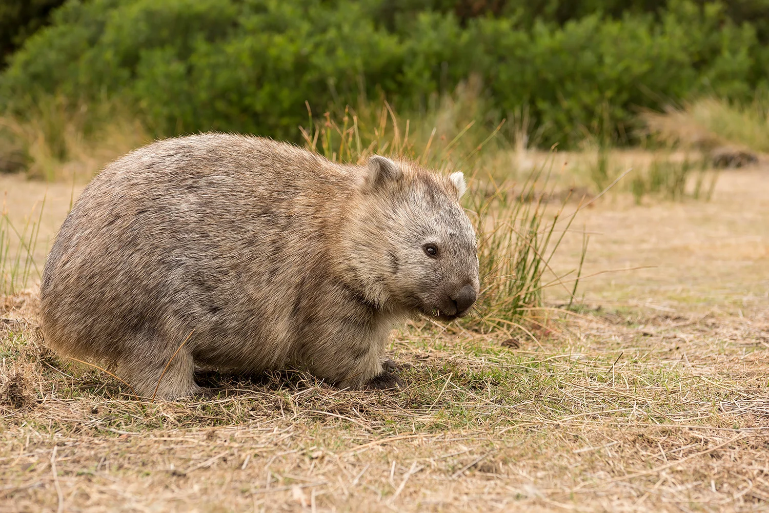 Tiere_StefanForster_144.jpg