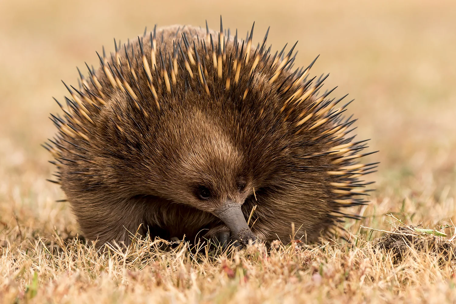 Tiere_StefanForster_139.jpg
