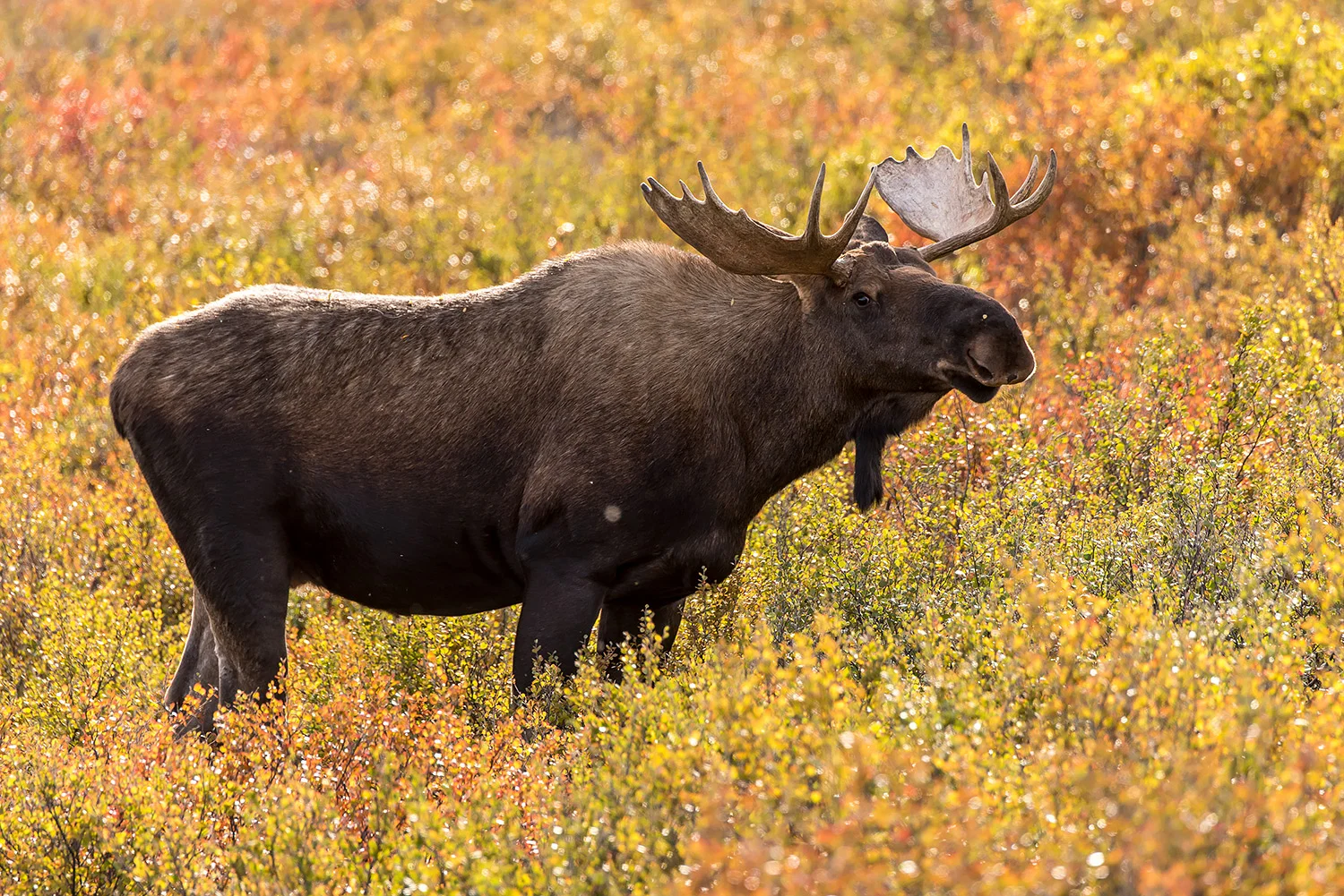 Tiere_StefanForster_131.jpg