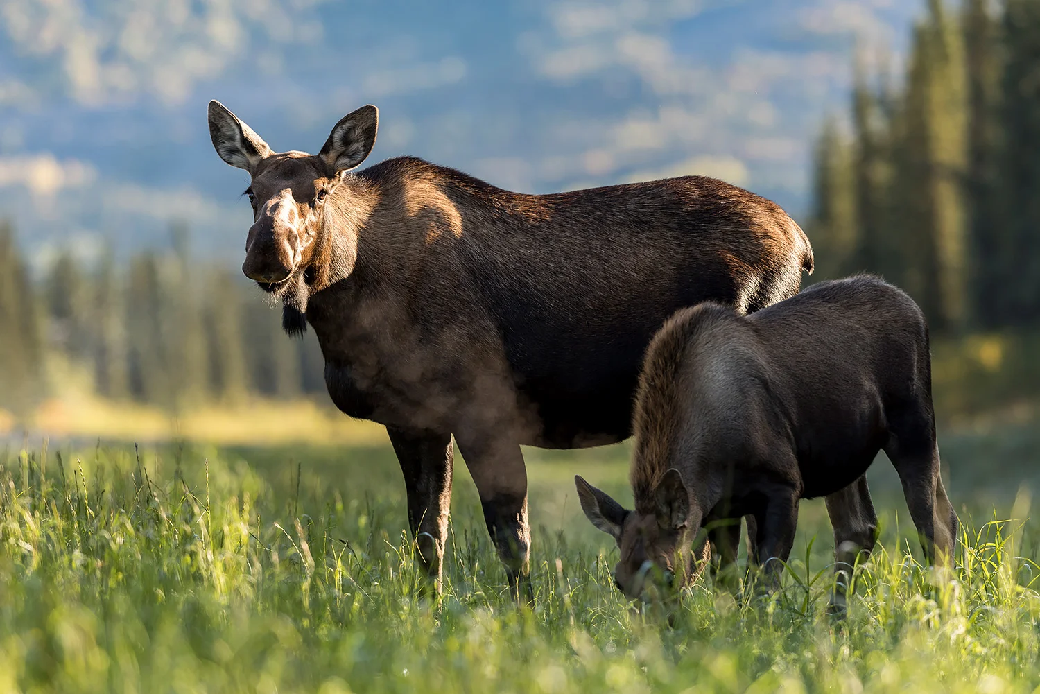 Tiere_StefanForster_130.jpg
