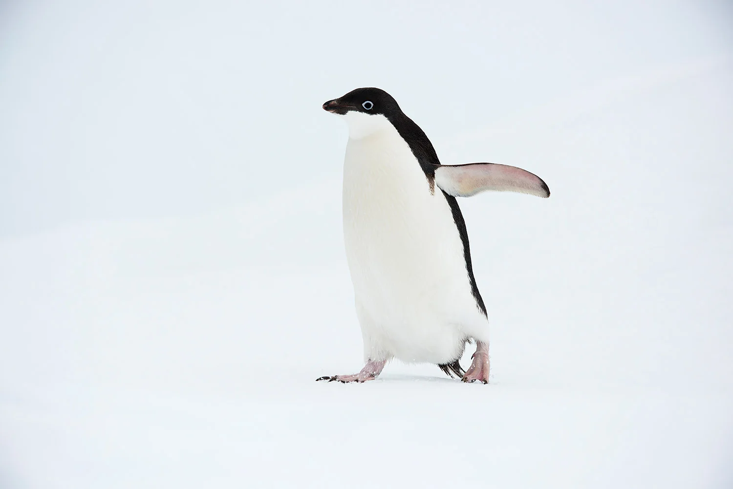 Tiere_StefanForster_123.jpg