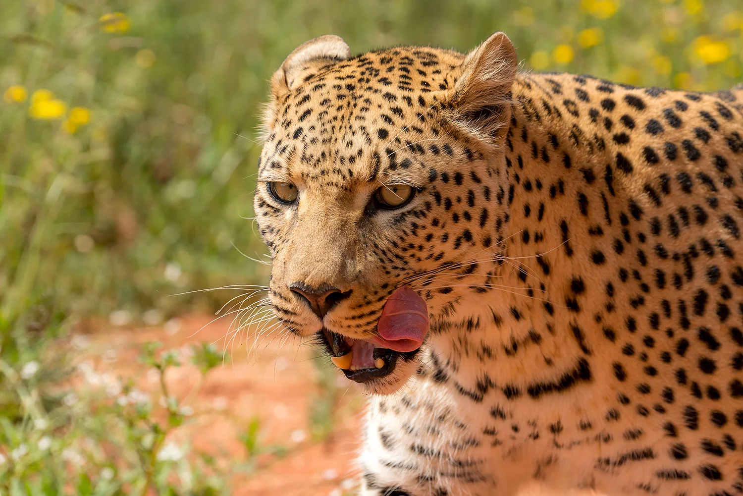 Tiere_StefanForster_119.jpg