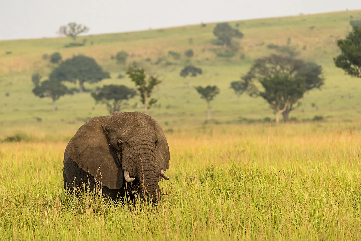 Tiere_StefanForster_108.jpg