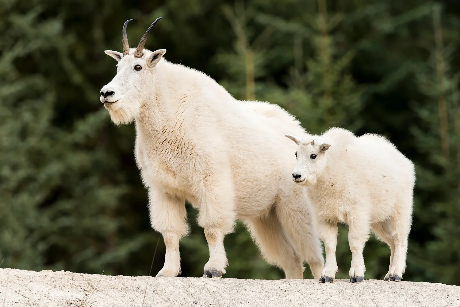 Tiere_StefanForster_99.jpg