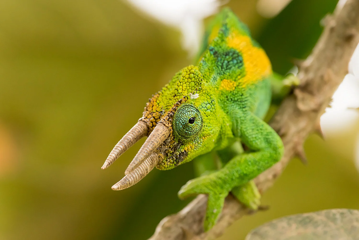 Tiere_StefanForster_100.jpg