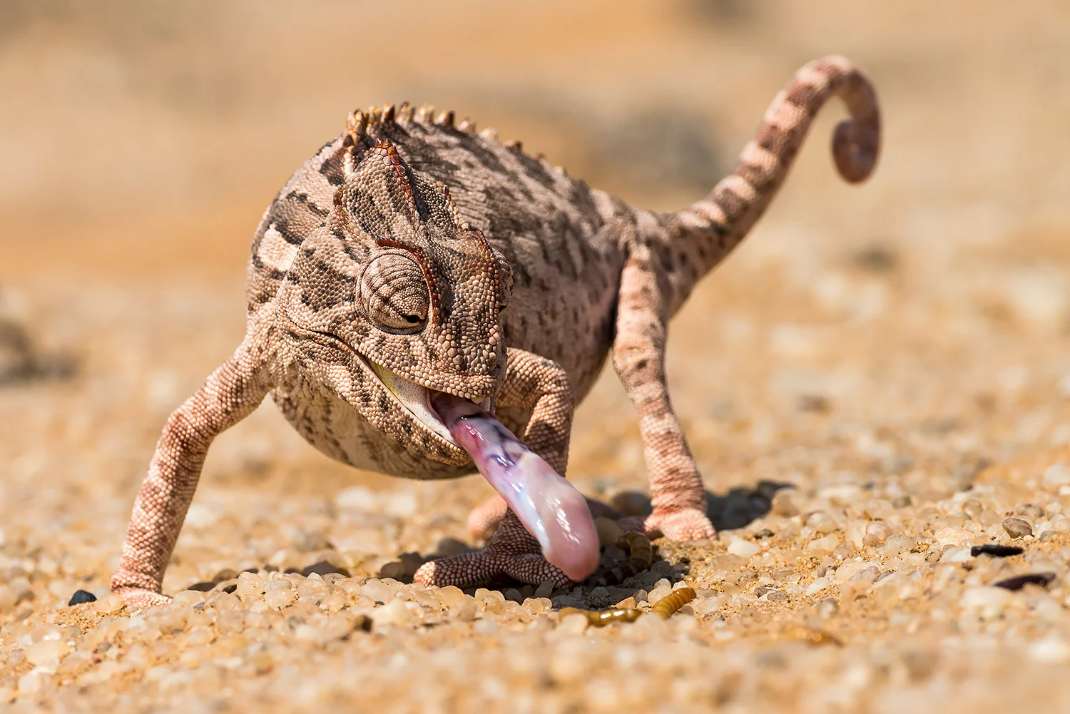 Tiere_StefanForster_97.jpg