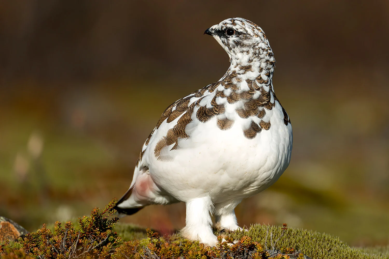 Tiere_StefanForster_91.jpg