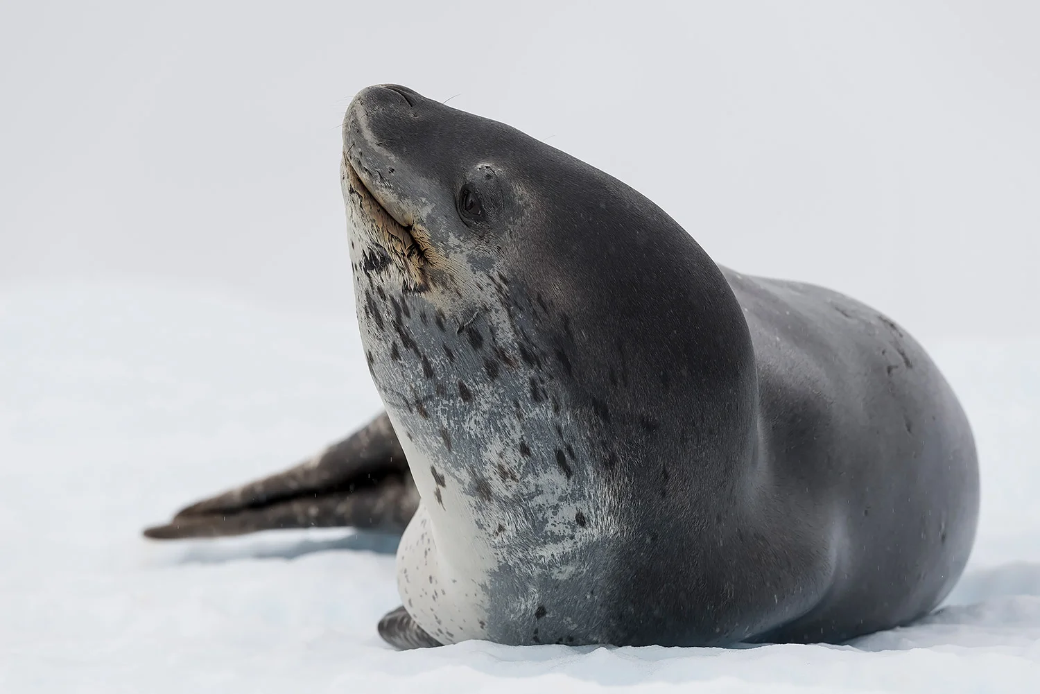 Tiere_StefanForster_83.jpg