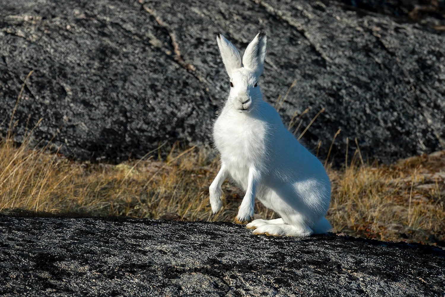 Tiere_StefanForster_59.jpg