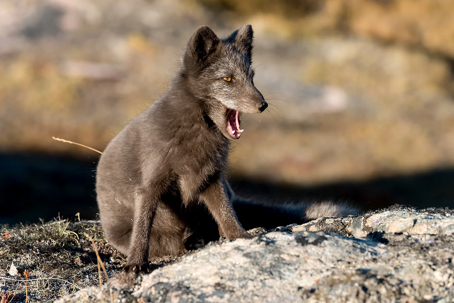 Tiere_StefanForster_56.jpg