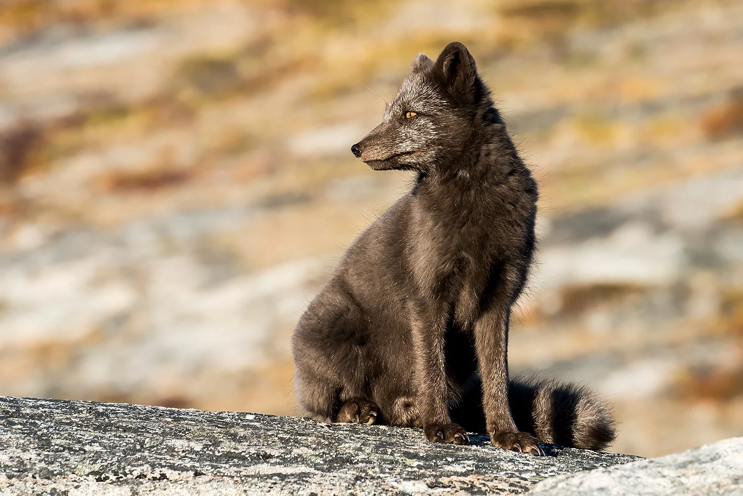 Tiere_StefanForster_54.jpg