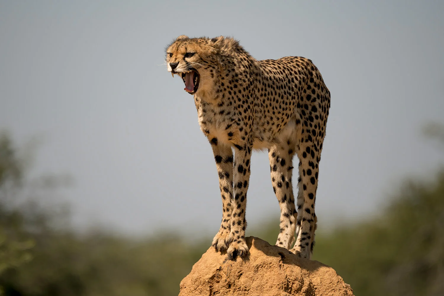 Tiere_StefanForster_44.jpg