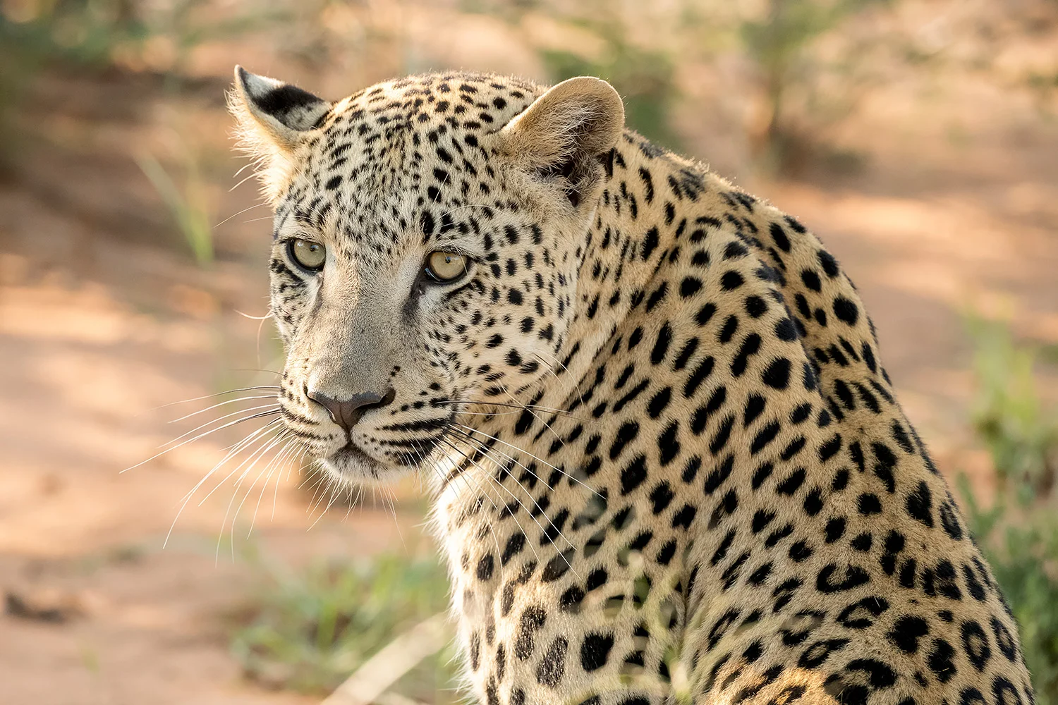 Tiere_StefanForster_41.jpg