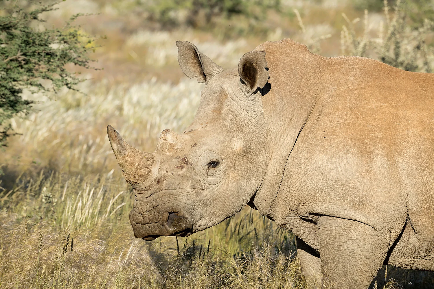 Tiere_StefanForster_26.jpg