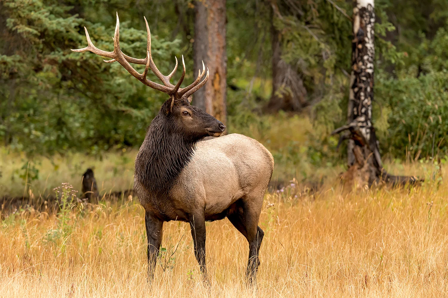 Tiere_StefanForster_24.jpg