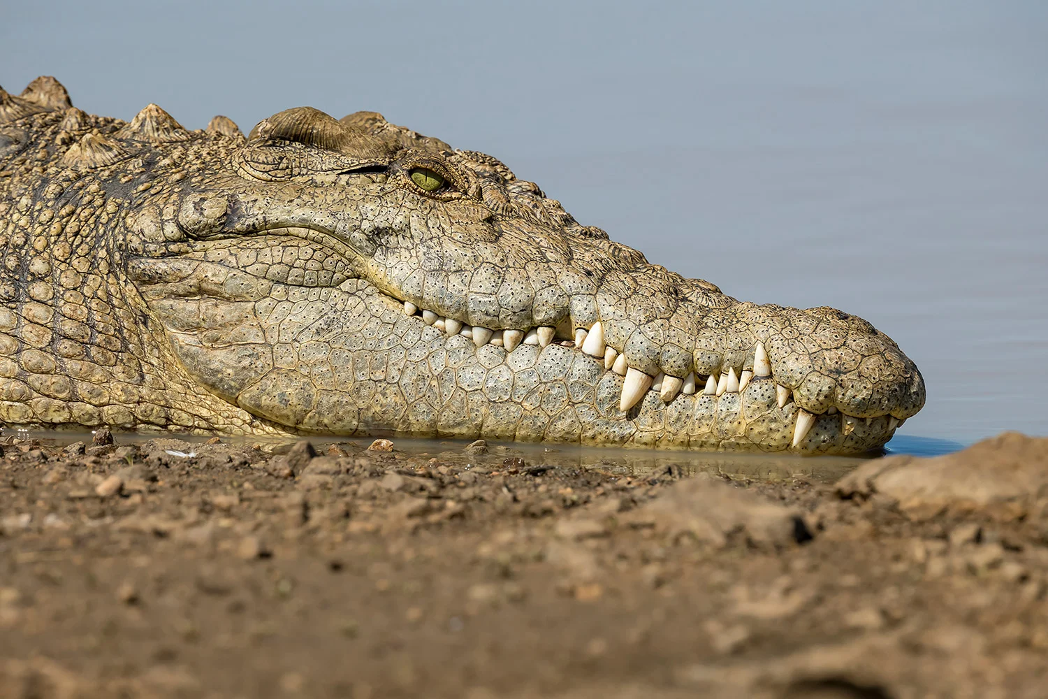 Tiere_StefanForster_21.jpg