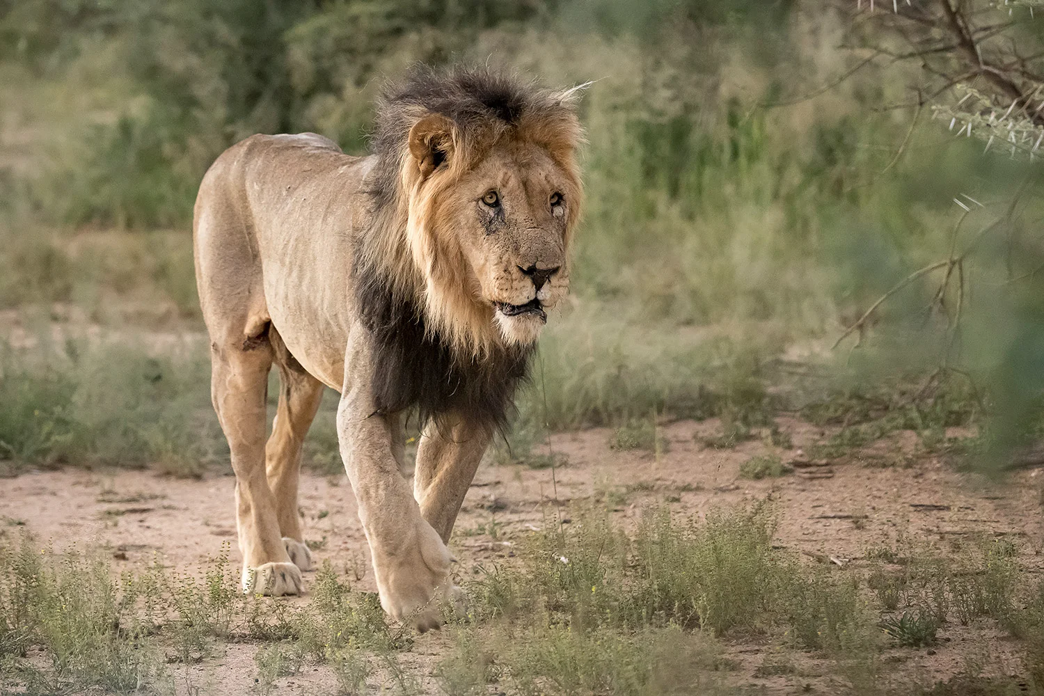 Tiere_StefanForster_16.jpg