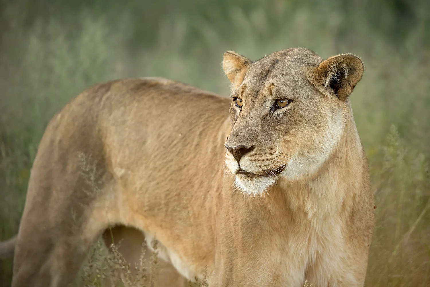 Tiere_StefanForster_14.jpg