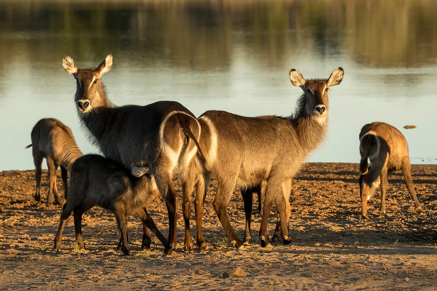 Tiere_StefanForster_13.jpg