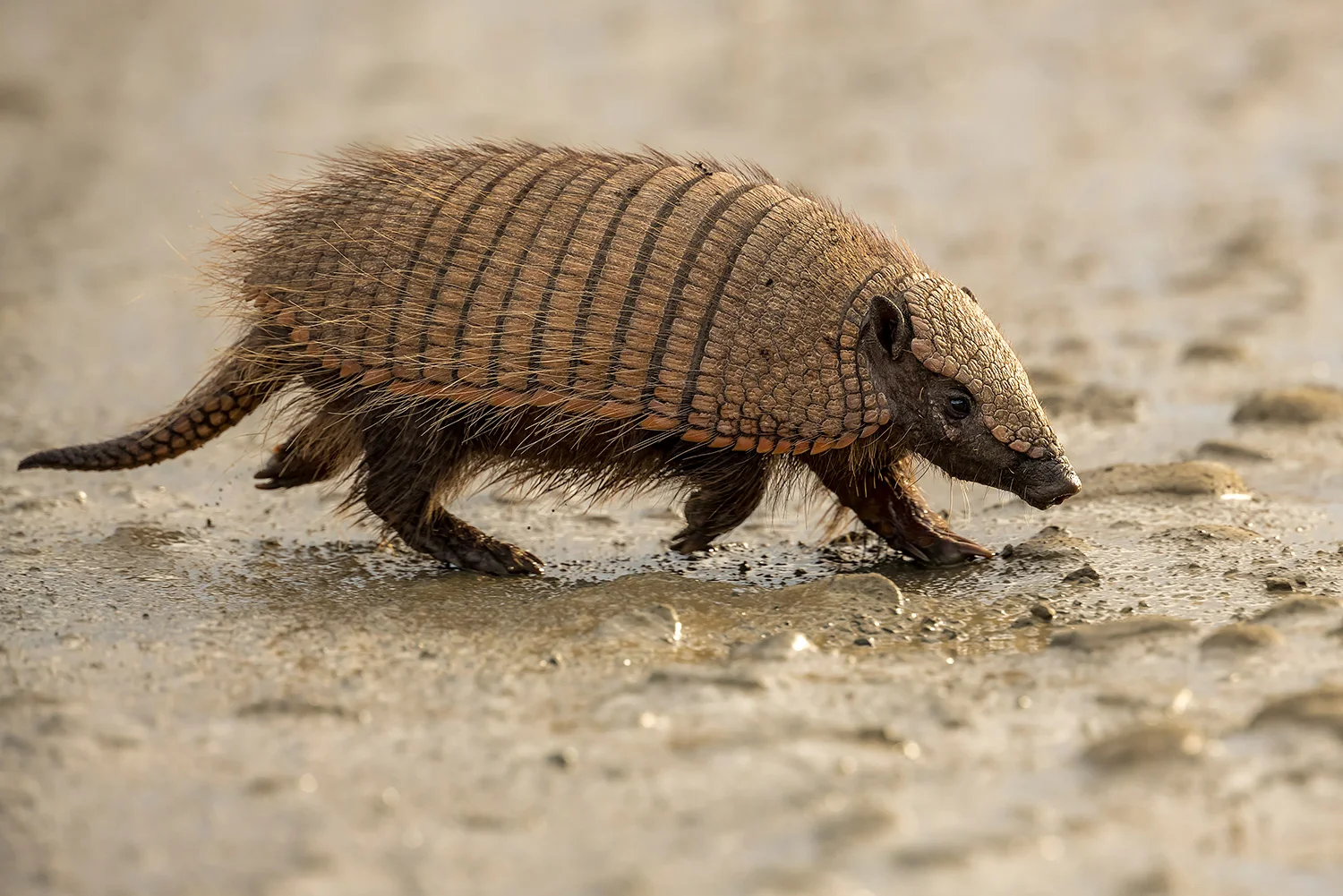 Tiere_StefanForster_9.jpg
