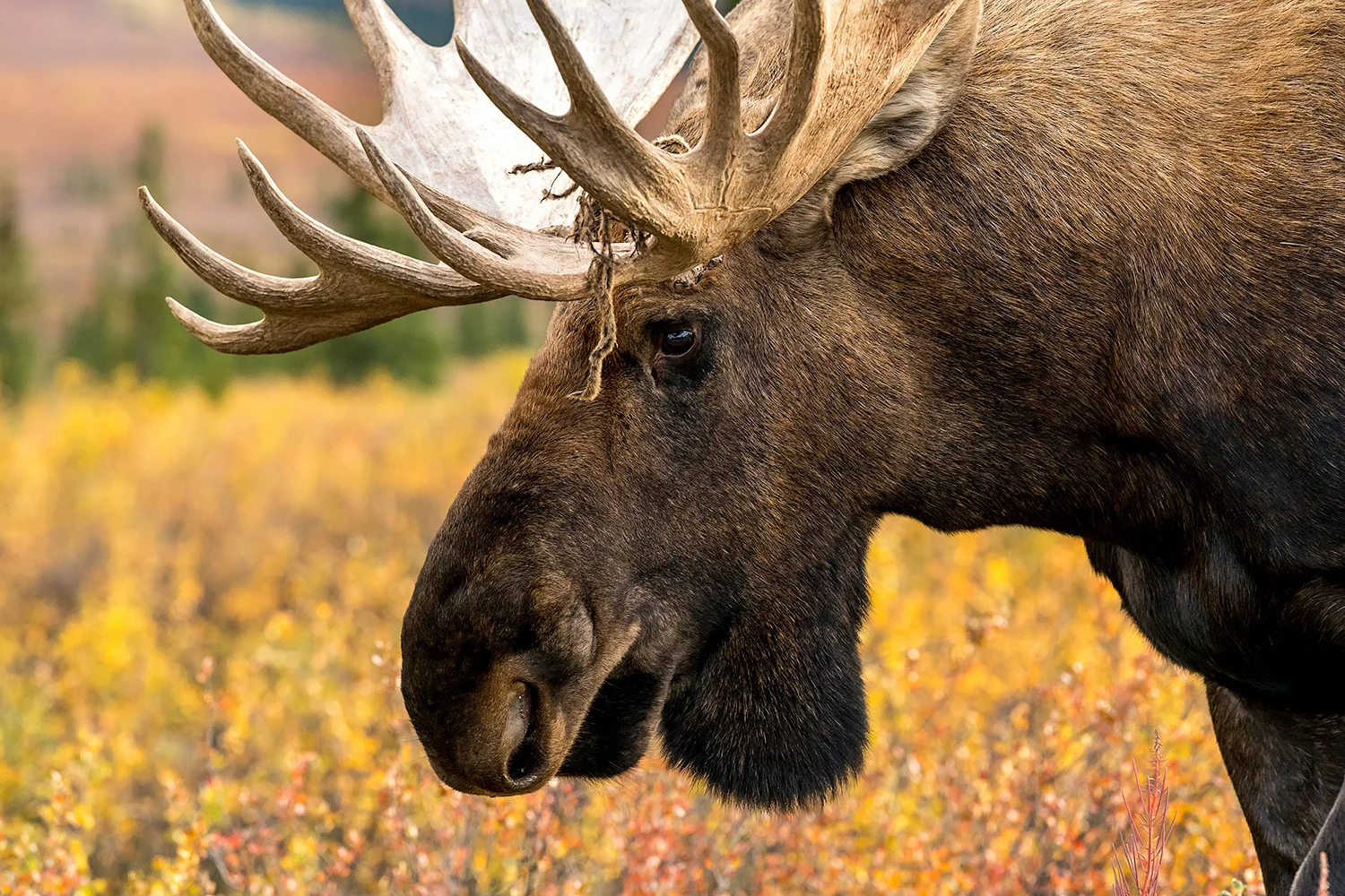 Tiere_StefanForster_7.jpg