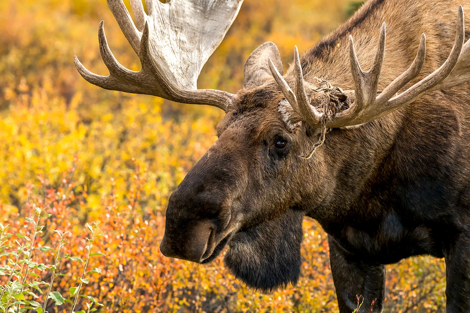 Tiere_StefanForster_5.jpg