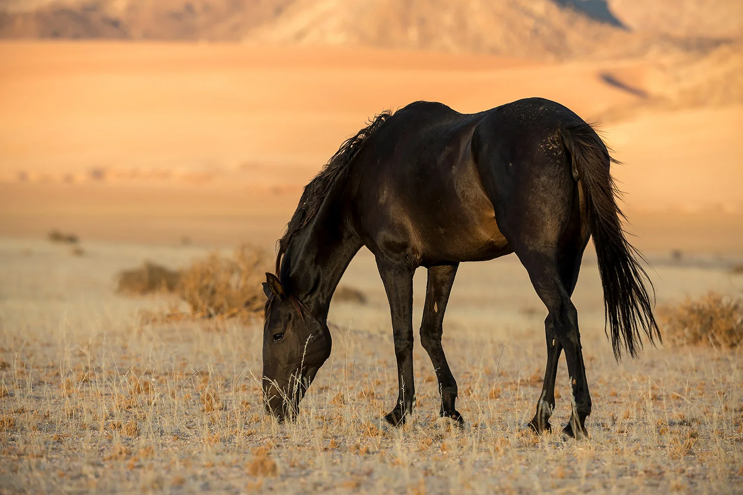 Namibia_StefanForster_2.jpg