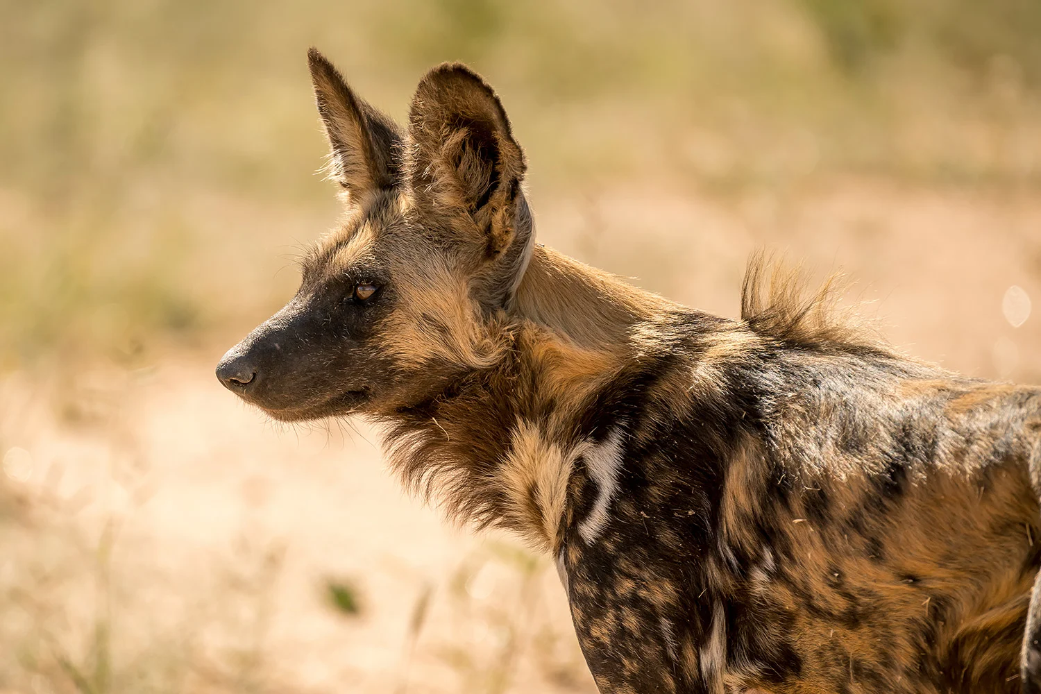 Namibia_StefanForster_4.jpg