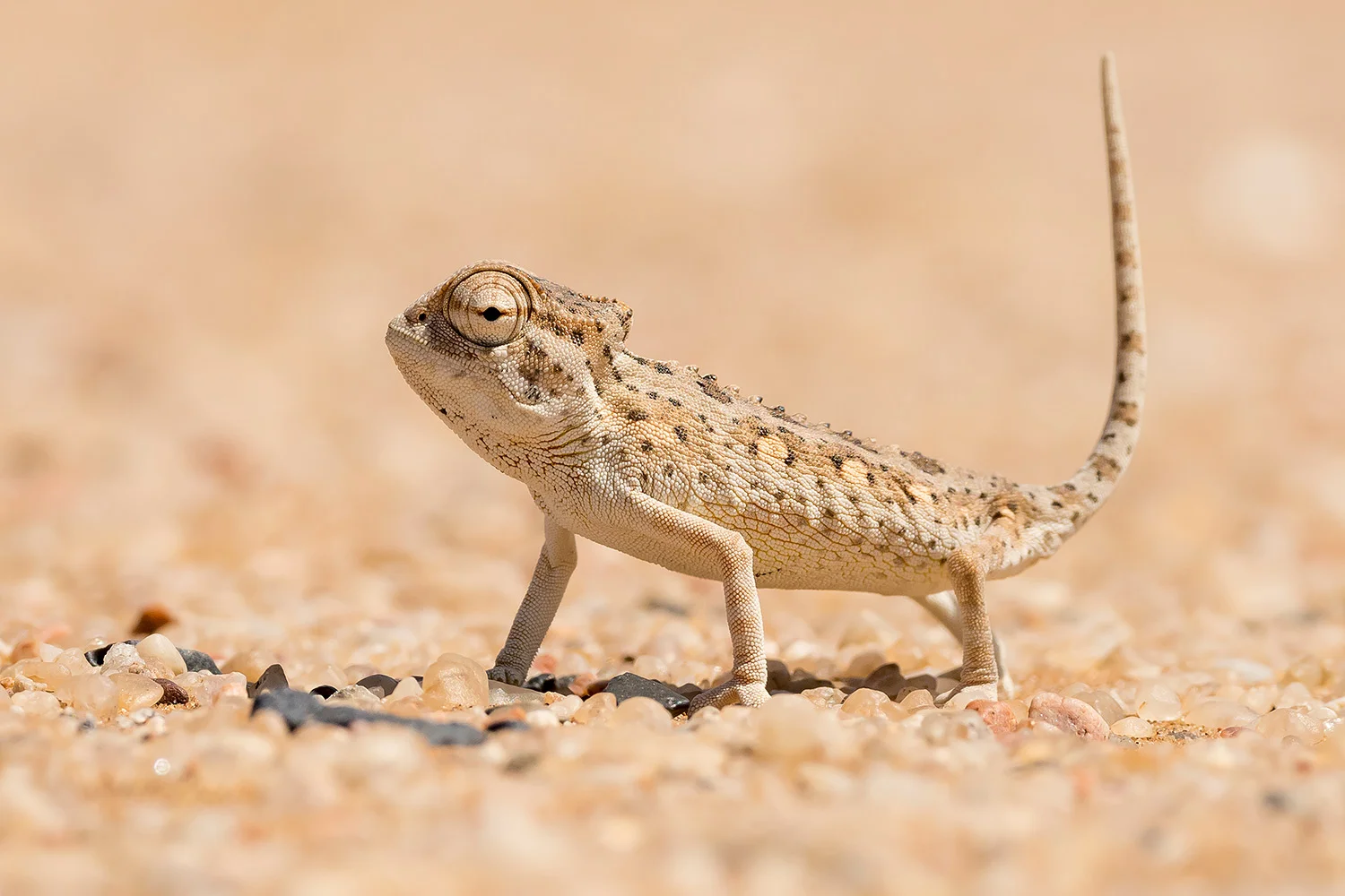 Namibia_StefanForster_80.jpg