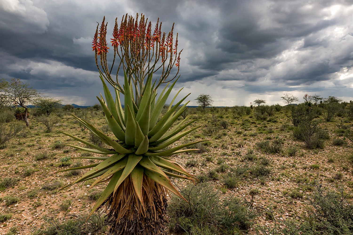 Namibia_StefanForster_90.jpg