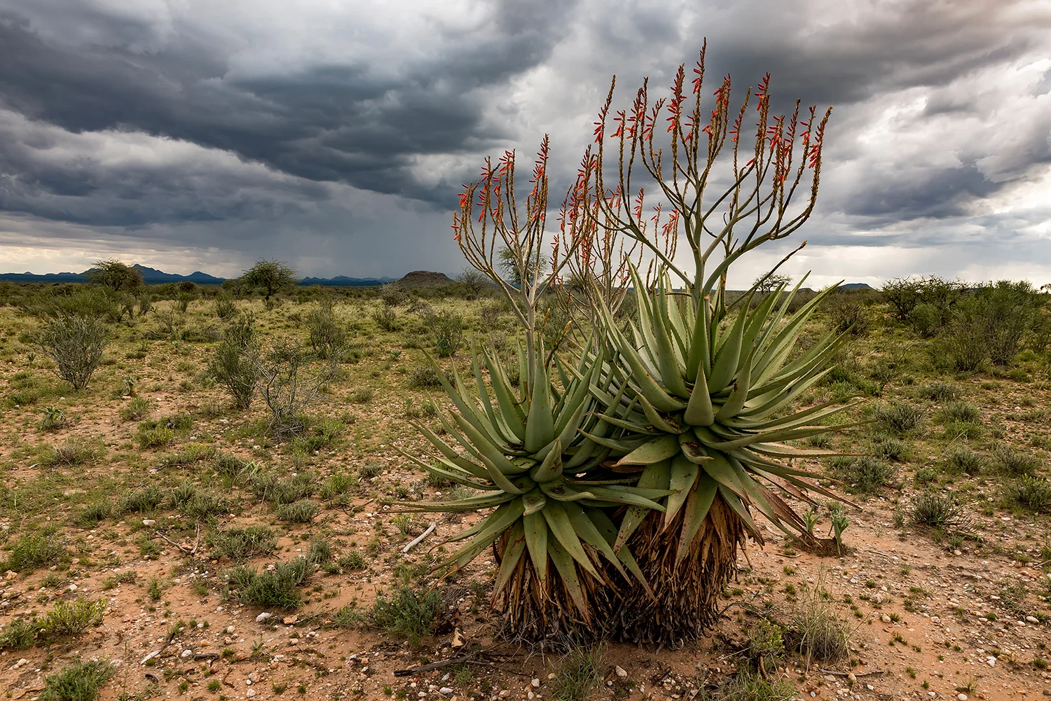 Namibia_StefanForster_91.jpg