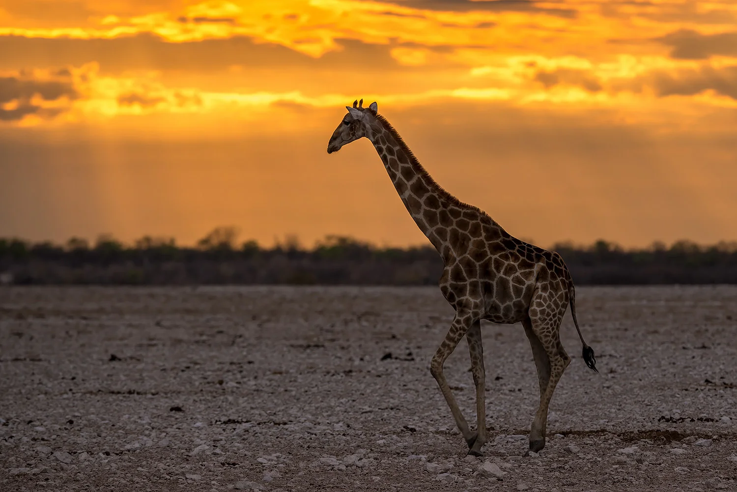 Namibia_StefanForster_93.jpg