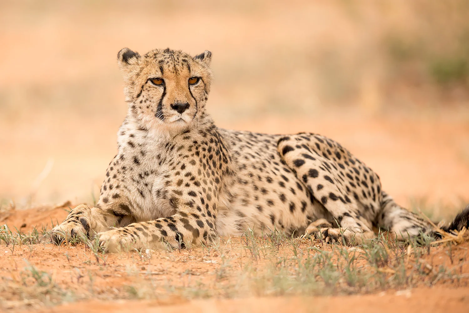 Namibia_StefanForster_94.jpg