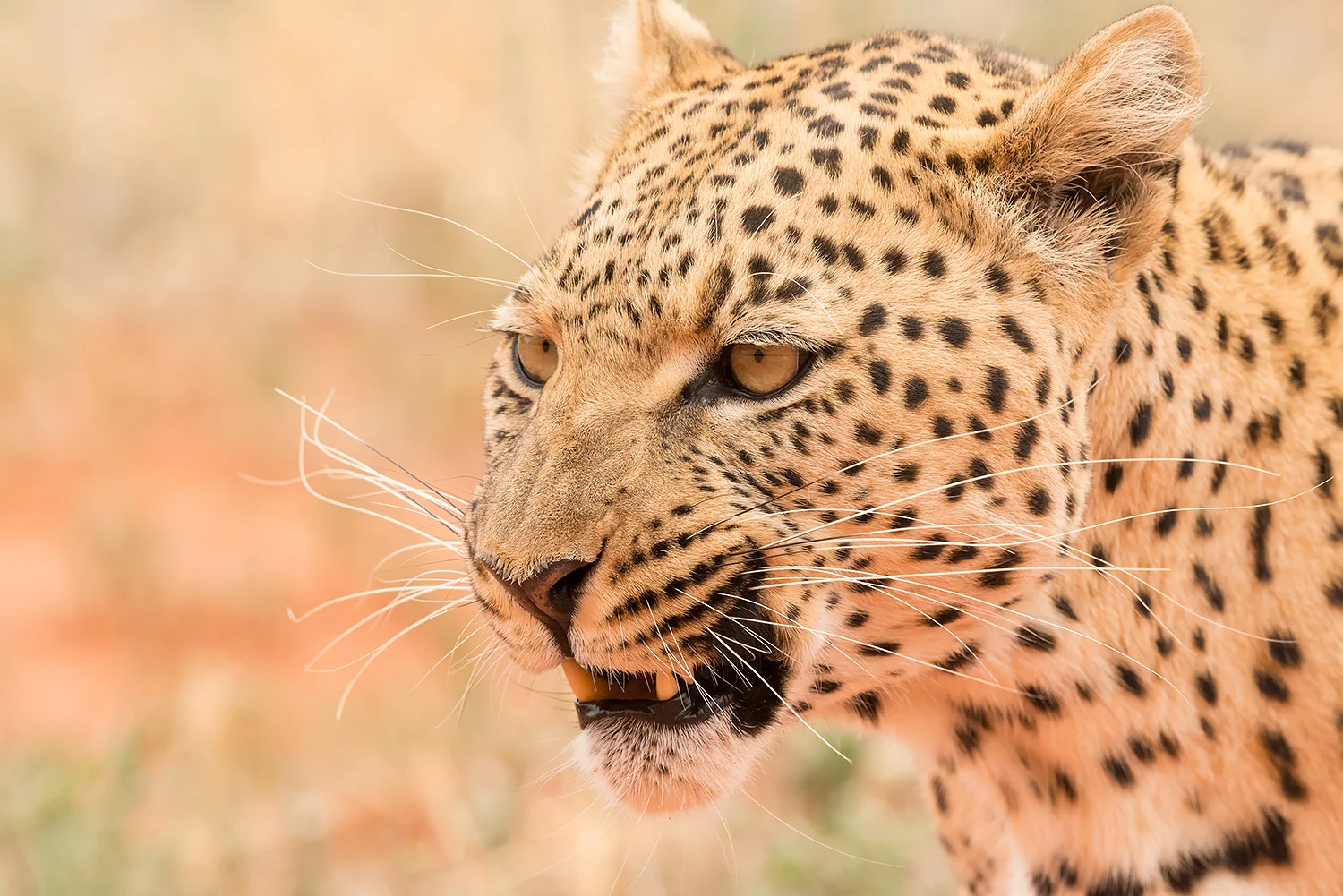 Namibia_StefanForster_96.jpg