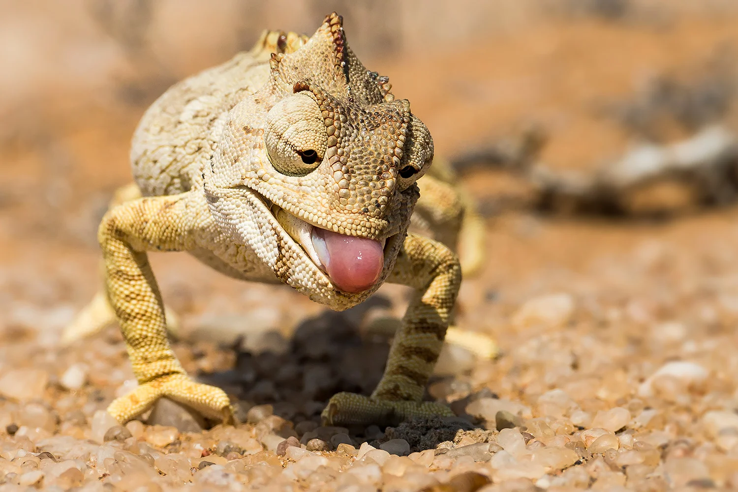 Namibia_StefanForster_110.jpg