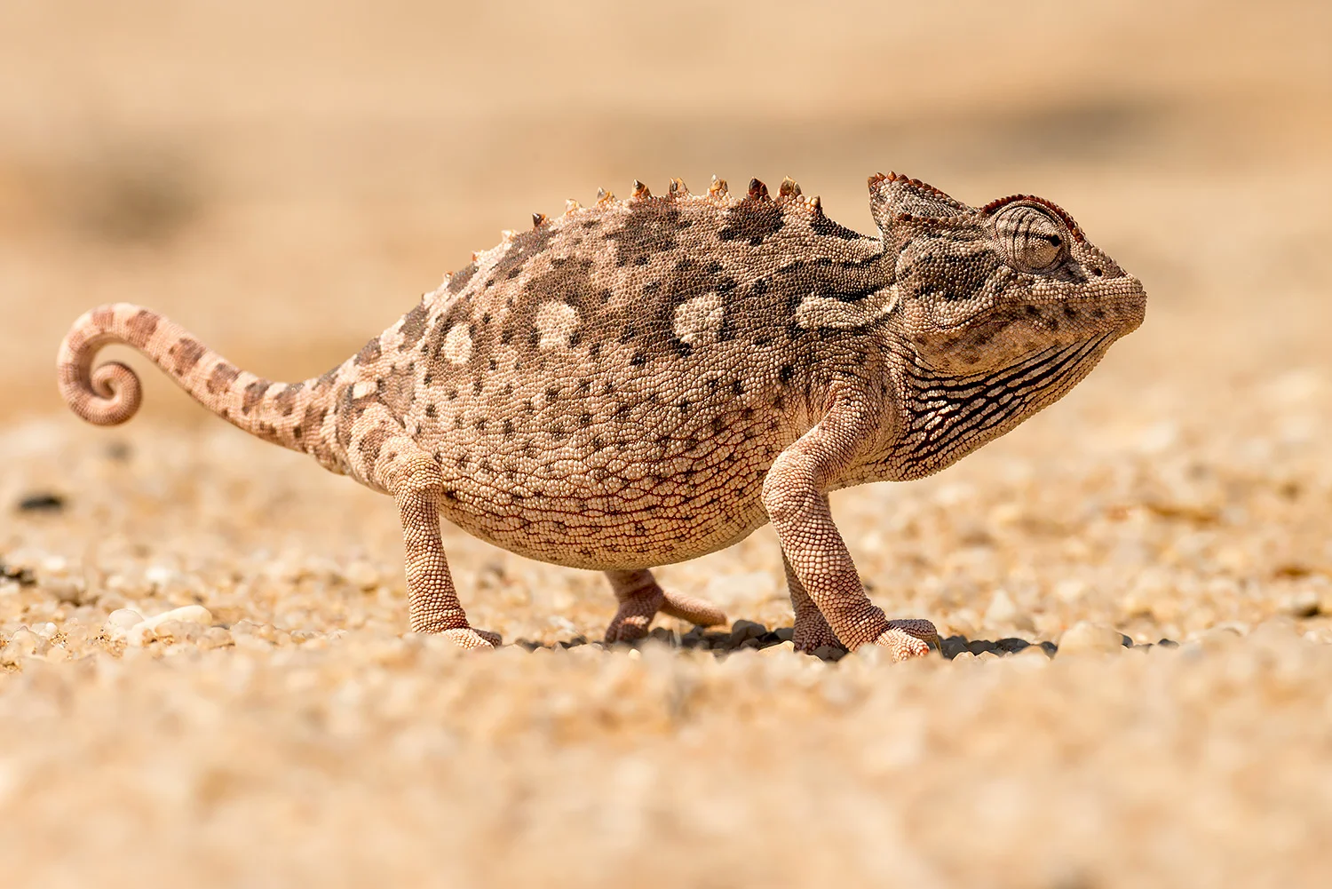 Namibia_StefanForster_111.jpg