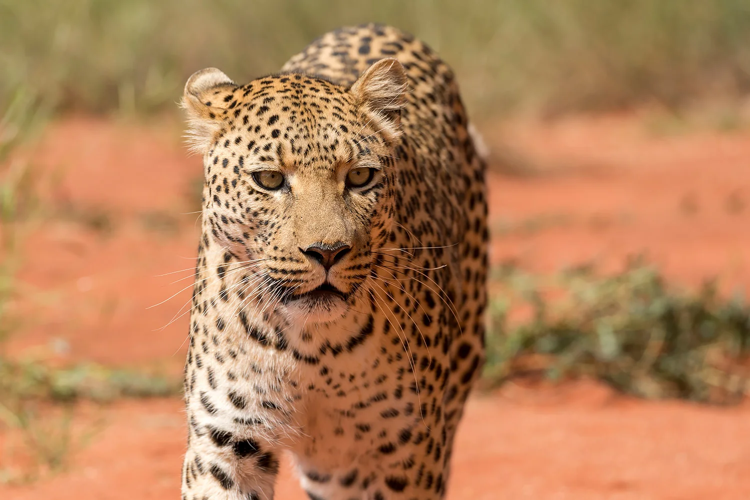 Namibia_StefanForster_122.jpg