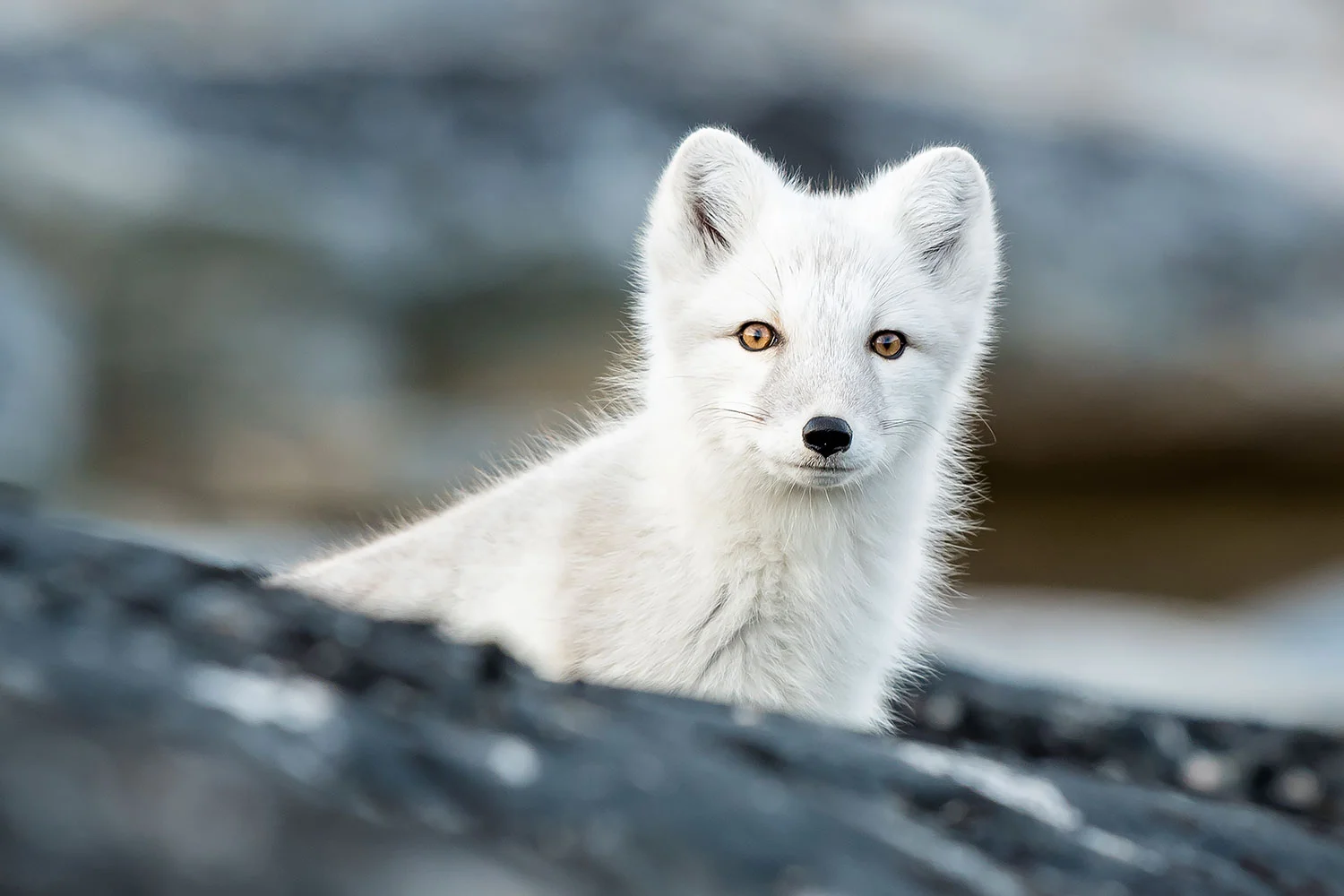 Polarfox4.jpg