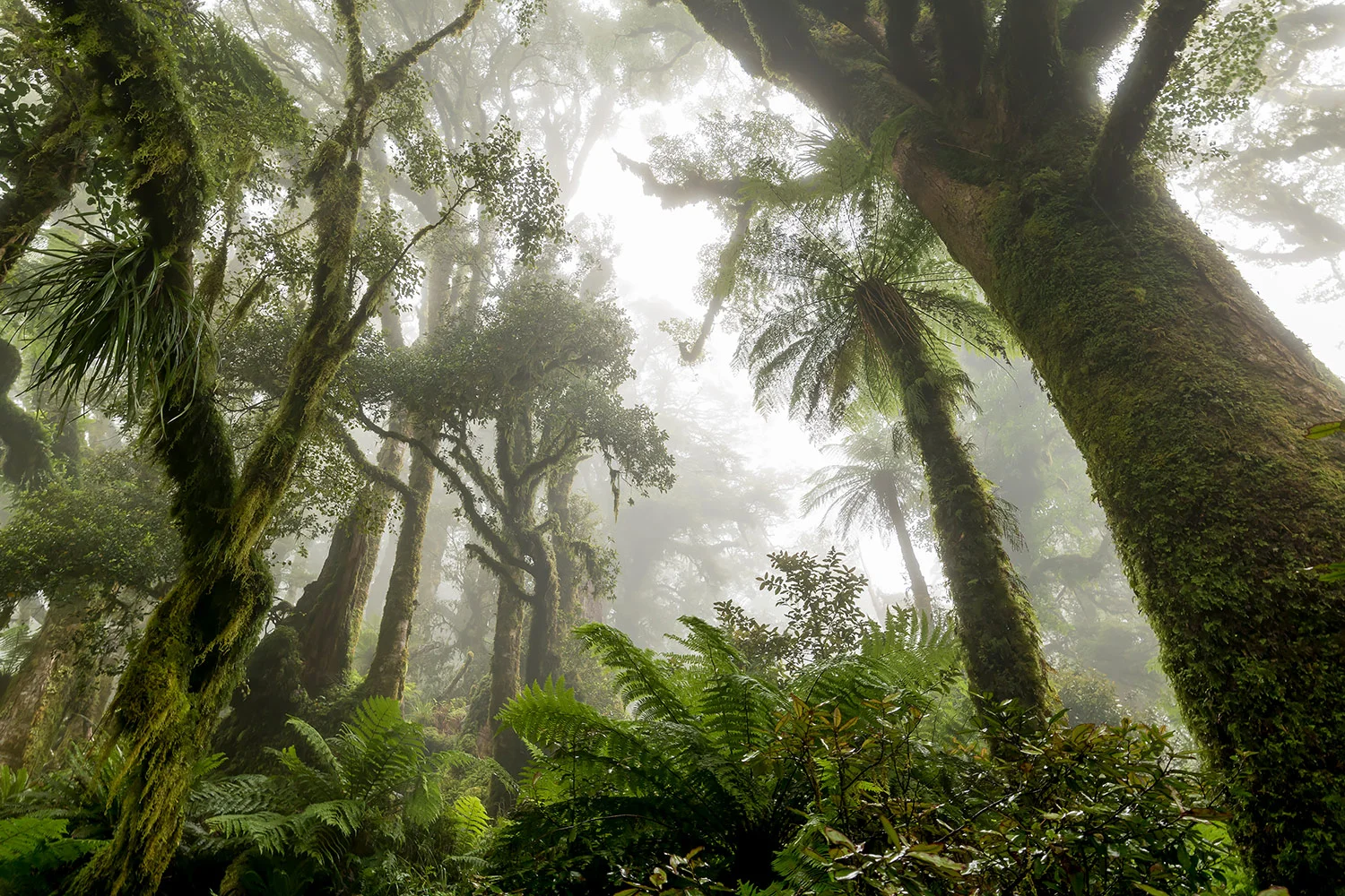 StefanForster_NewZealand16.jpg