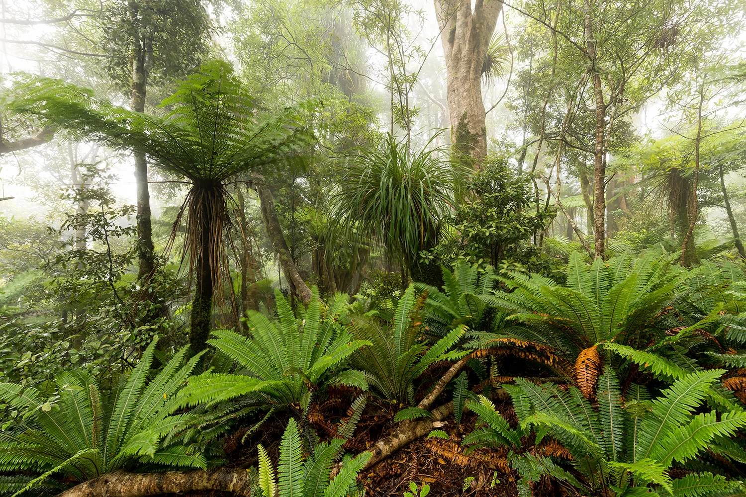New Zealand - Rainforest