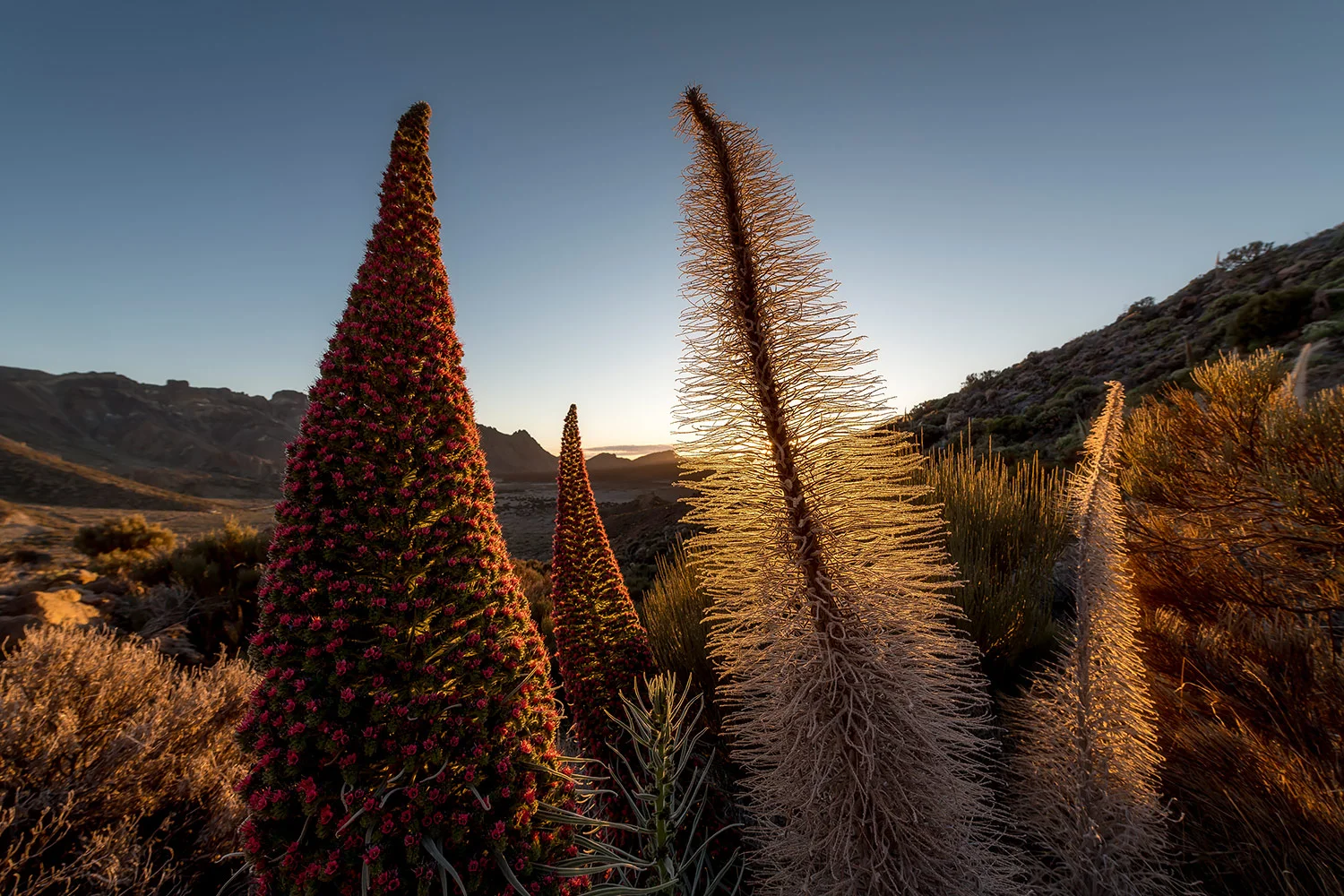 StefanForster_CanaryIslands_8.jpg