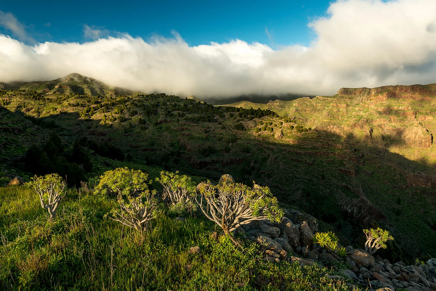 StefanForster_CanaryIslands_42.jpg