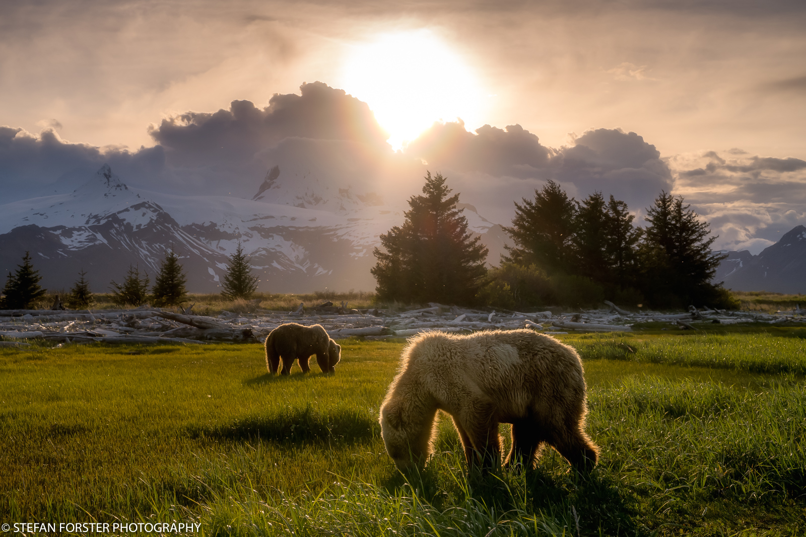 Abendstimmung mit Bären im Gegenlicht