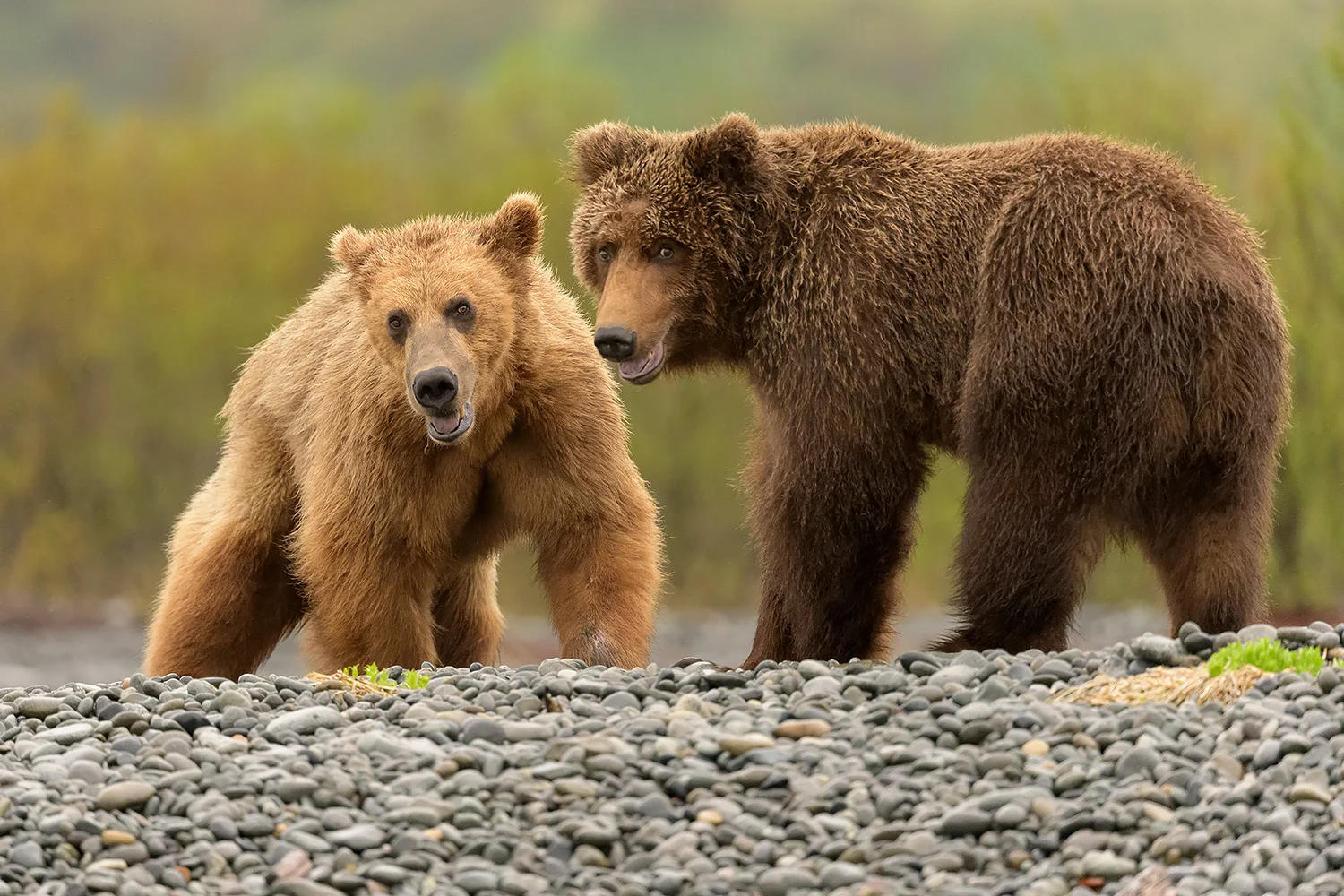 Katmai_Stefan_Forster34.jpg