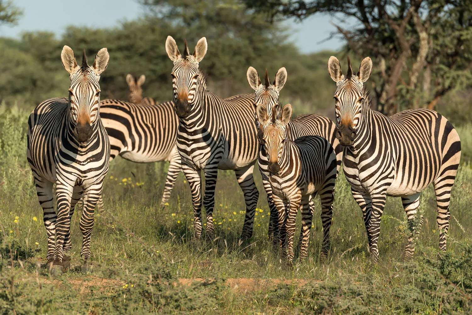 SFO_African_Animals49.jpg