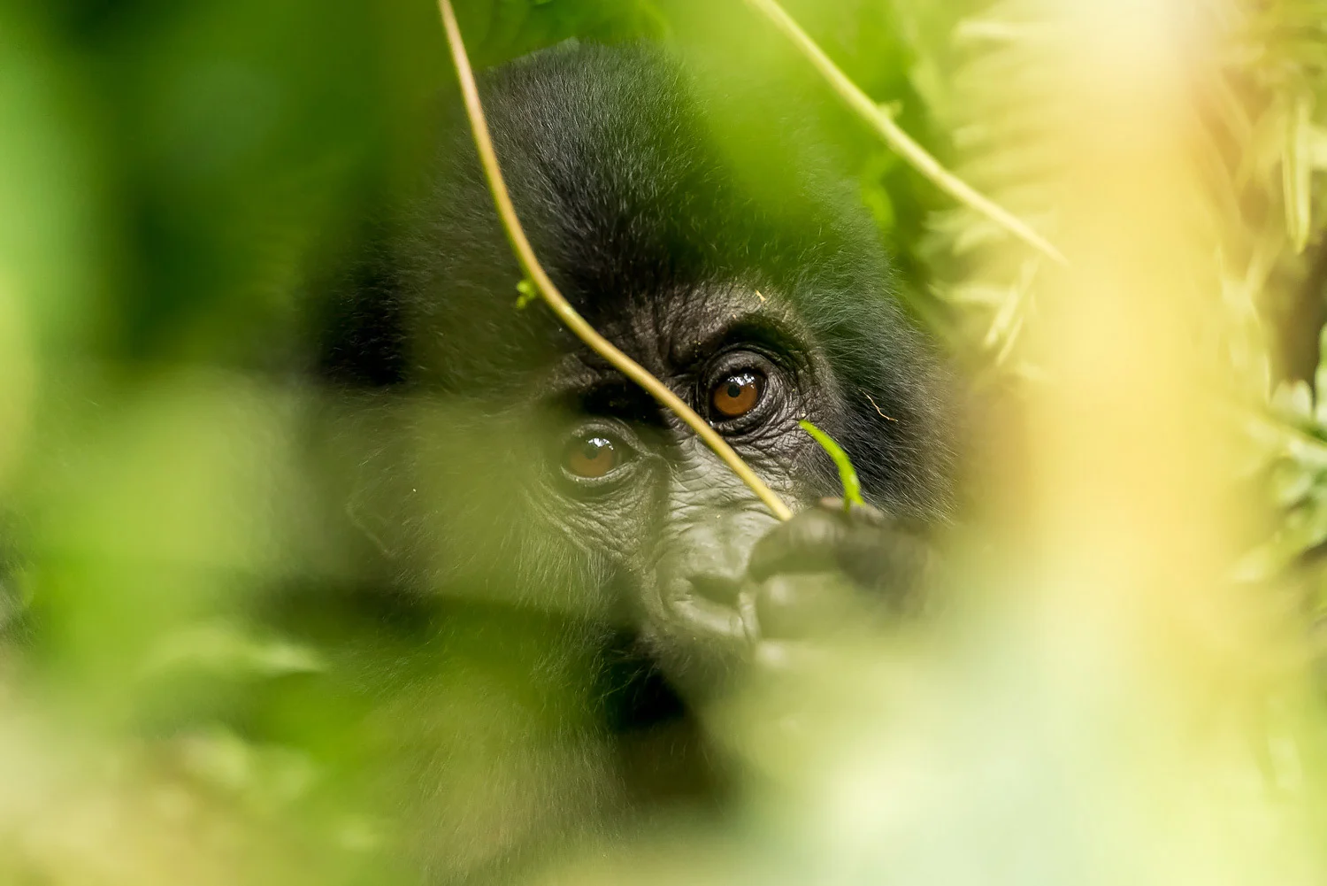 SFO_African_Animals46.jpg