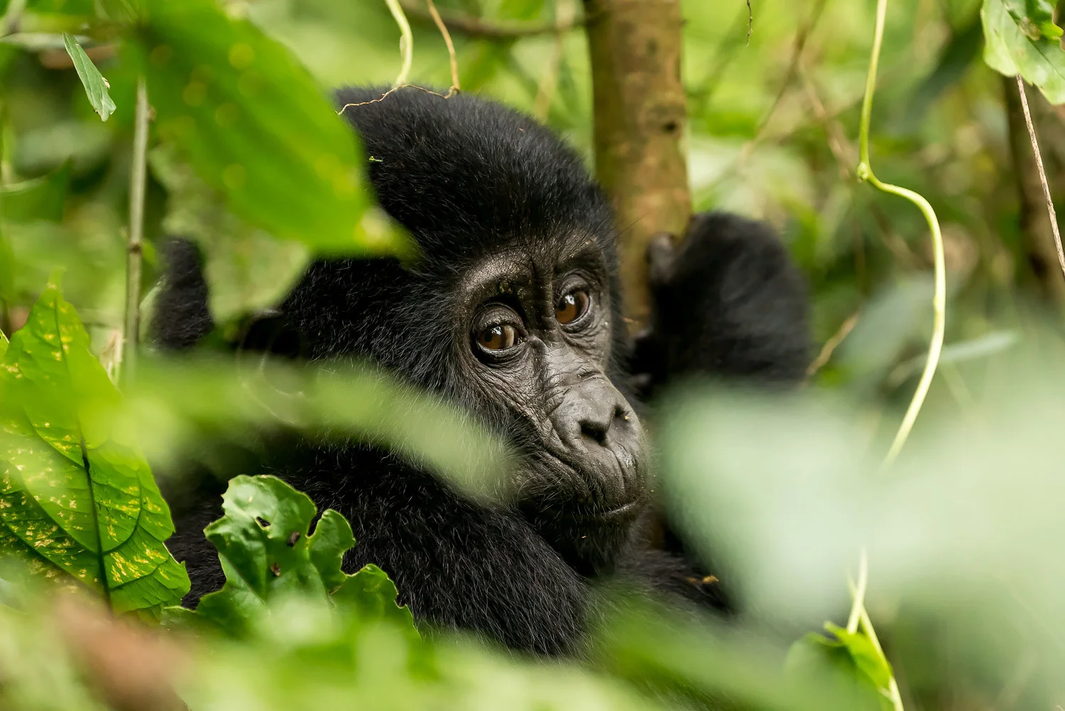 SFO_African_Animals45.jpg