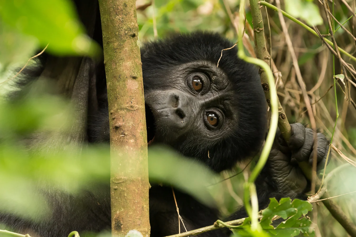 SFO_African_Animals44.jpg